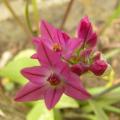 p1170559_a_ostrowkianum.jpg