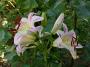 lysiane:plantes_du_jardin:bulbes_oignons_rhiz:p1230523.jpg
