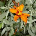 p1240053_montbretias_e_mc_kenzie.jpg