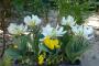lysiane:plantes_du_jardin:bulbes_oignons_rhiz:p1240562.jpg