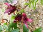lysiane:plantes_du_jardin:bulbes_oignons_rhiz:p1290129.jpg