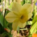 p1290785_n_tazetta.jpg