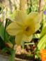 lysiane:plantes_du_jardin:bulbes_oignons_rhiz:p1290785_n_tazetta.jpg