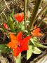 lysiane:plantes_du_jardin:bulbes_oignons_rhiz:p1290791_t_praestans.jpg