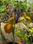 lysiane:plantes_du_jardin:bulbes_oignons_rhiz:p1320945_red.jpg
