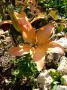 lysiane:plantes_du_jardin:bulbes_oignons_rhiz:p1330365.jpg