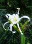 lysiane:plantes_du_jardin:bulbes_oignons_rhiz:p1330379.jpg
