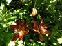 lysiane:plantes_du_jardin:bulbes_oignons_rhiz:p1340125.jpg