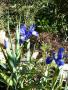 lysiane:plantes_du_jardin:bulbes_oignons_rhiz:p1340421.jpg
