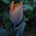 r0031685r.jpg