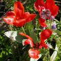 tulipe_4520.jpg