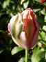 lysiane:plantes_du_jardin:bulbes_oignons_rhiz:tulipe_4543.jpg