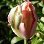 tulipe_4543.jpg