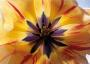 lysiane:plantes_du_jardin:bulbes_oignons_rhiz:tulipe_dutch_fait.jpg
