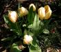 lysiane:plantes_du_jardin:bulbes_oignons_rhiz:tulipe_dutch_fait_0398.jpg