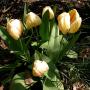 tulipe_dutch_fait_0398.jpg
