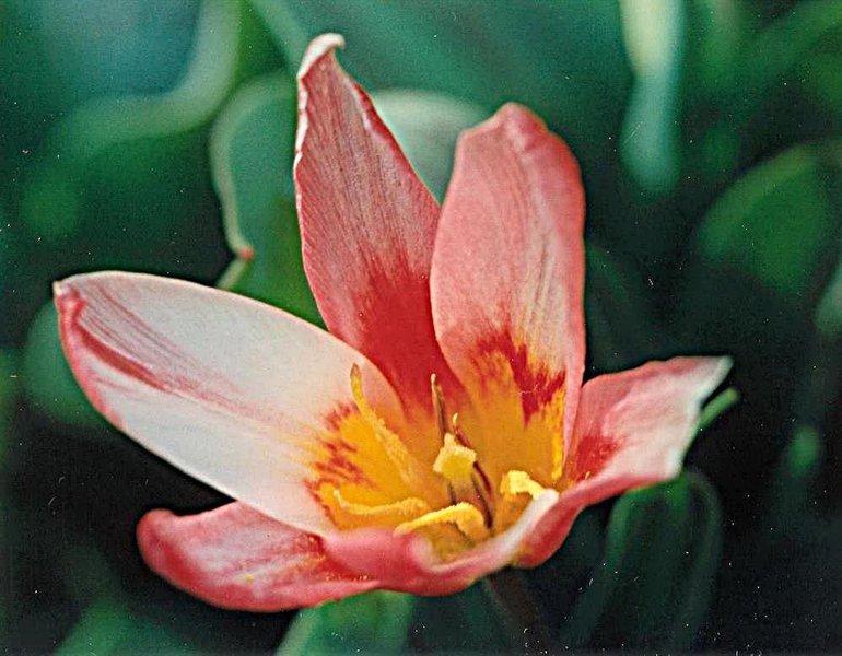 tulipe_heart_s_delight.jpg
