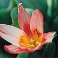 tulipe_heart_s_delight.jpg