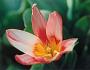 lysiane:plantes_du_jardin:bulbes_oignons_rhiz:tulipe_heart_s_delight.jpg