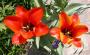 lysiane:plantes_du_jardin:bulbes_oignons_rhiz:tulipe_o_0538.jpg