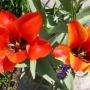 tulipe_o_0538.jpg