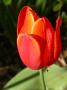 lysiane:plantes_du_jardin:bulbes_oignons_rhiz:tulipe_o_4541.jpg