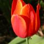 tulipe_o_4541.jpg