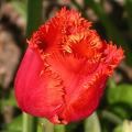 tulipe_r_f_4540.jpg