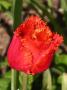 lysiane:plantes_du_jardin:bulbes_oignons_rhiz:tulipe_r_f_4540.jpg