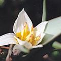 tulipe_turkestanica.jpg
