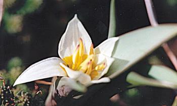 tulipe_turkestanica.jpg
