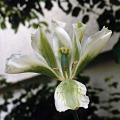 tulipe_verte.jpg