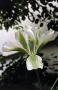 lysiane:plantes_du_jardin:bulbes_oignons_rhiz:tulipe_verte.jpg