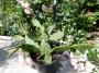 lysiane:plantes_du_jardin:cactees_-_succulentes:p1190186.jpg