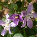 c.arabella_2349.jpg