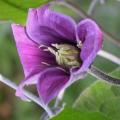 c.arabella_5422.jpg
