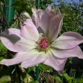 c.dawn_0660.jpg