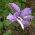 c.dominika_5865.jpg
