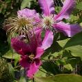 c.evening_6902.jpg