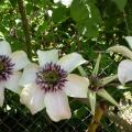 c.florida_sieboldii_bicolor_0231.jpg