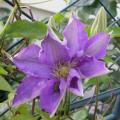 c.m_cholmondeley_0019.jpg