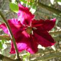 c.niobe_0266.jpg