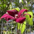 c.rouge_cardinal_7542.jpg