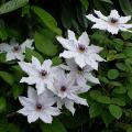 c.snow_queen_5259.jpg