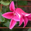 c.tenensis_the_princess_2416.jpg
