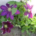 c.the_vagabond_0123.jpg