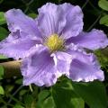 c.will_goodwin_096.jpg