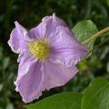 c.will_goodwin_5571.jpg