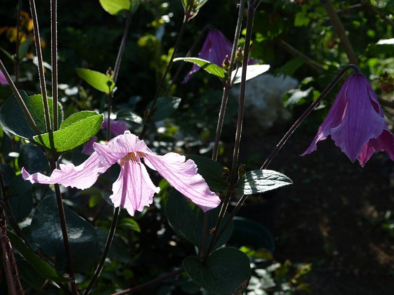 p1010169r.jpg