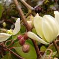 p1150331c_armandii_a_b.jpg